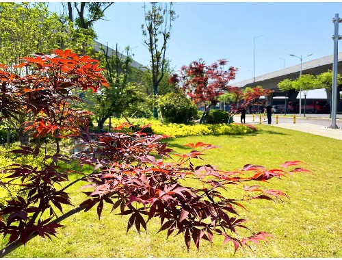 博鱼boyu体育官方平台：林州城市绿化常用的植物和花