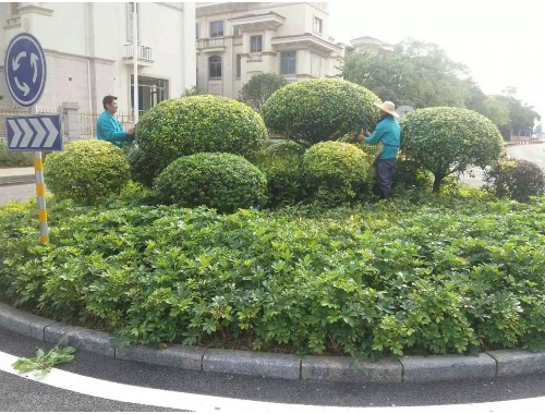 博鱼boyu官方网站：宜城绿化树种